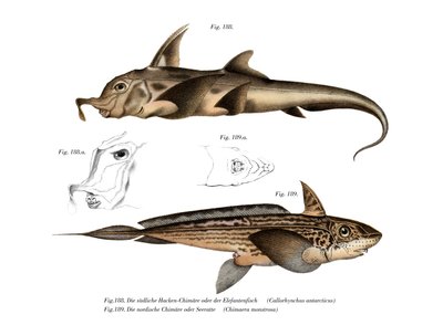 Elephant Fish by German School