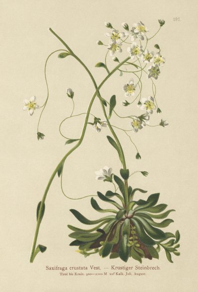 Encrusted Saxifrage by German School