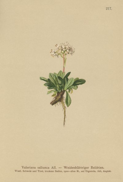 Entire Leaved Valerian by German School