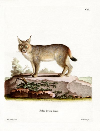 Eurasian Lynx by German School