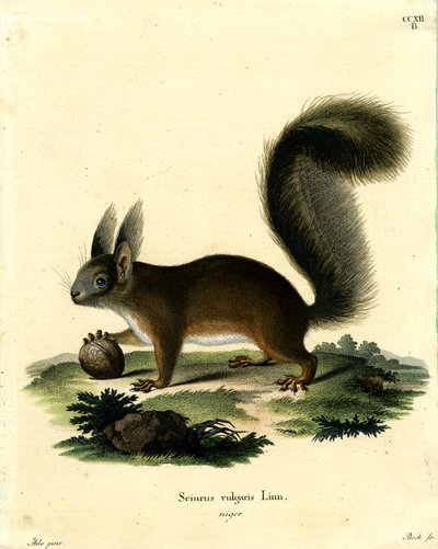 Eurasian Red Squirrel by German School