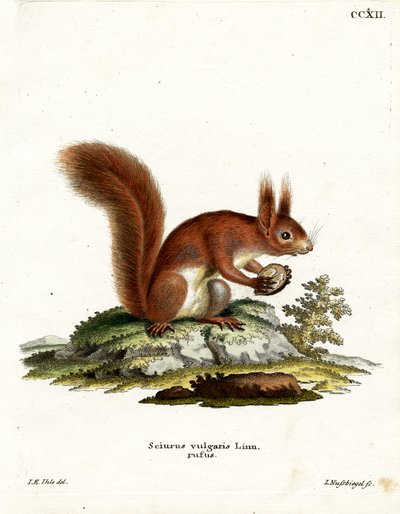 Eurasian Red Squirrel by German School