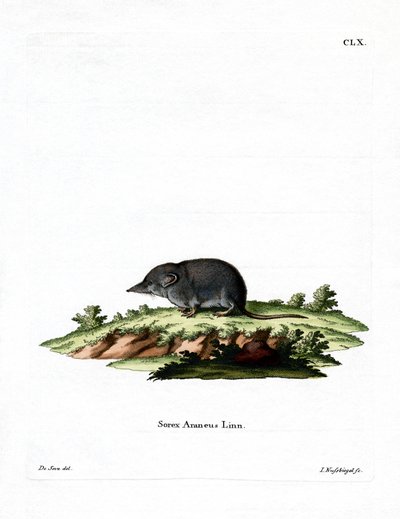 Eurasian Shrew by German School