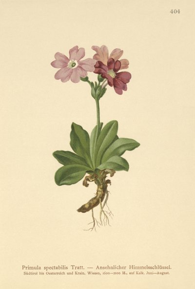 European Alpine Primrose by German School