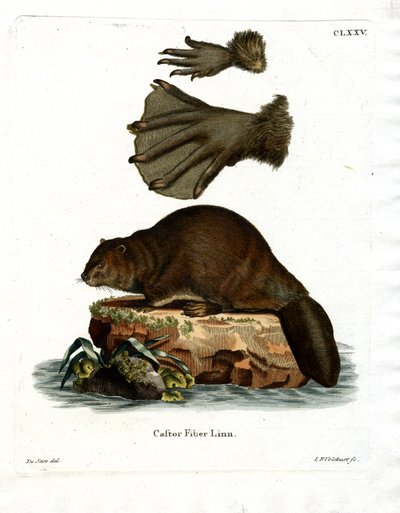 European Beaver by German School