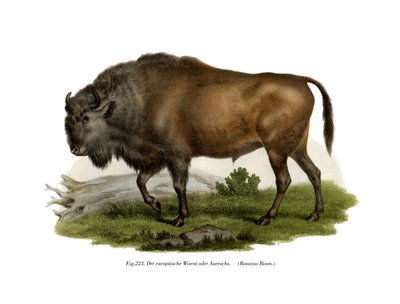European Bison by German School