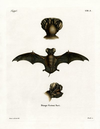 European Free-tailed Bat by German School