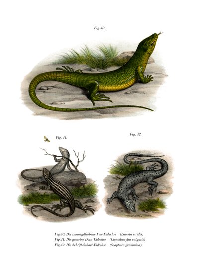 European Green Lizard by German School
