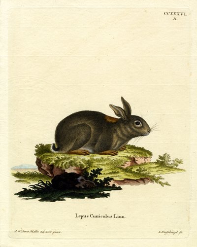 European Rabbit by German School
