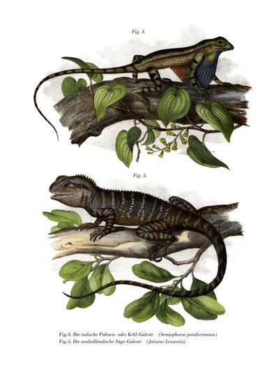 Fan-throated Lizard by German School