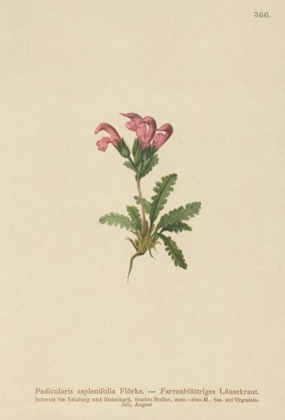 Fern-leaved Lousewort by German School