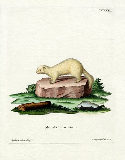 Ferret by German School