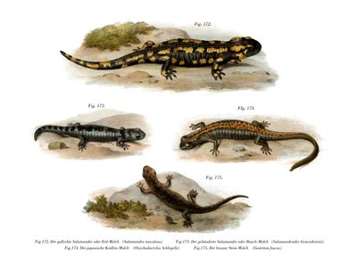 Fire Salamander by German School