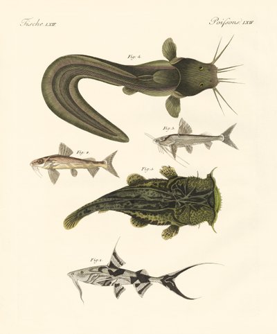 Fish from Bengali by German School