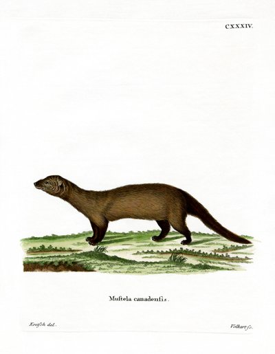 Fisher by German School