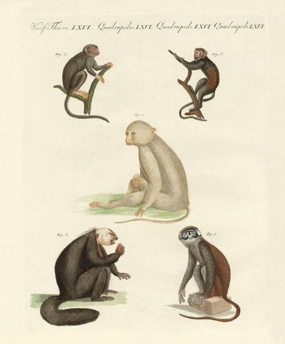 Five kinds of monkeys by German School