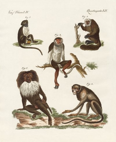 Five Kinds of Monkeys by German School