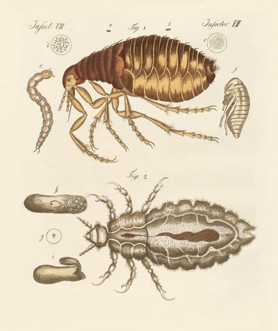 Fleas and Bugs by German School