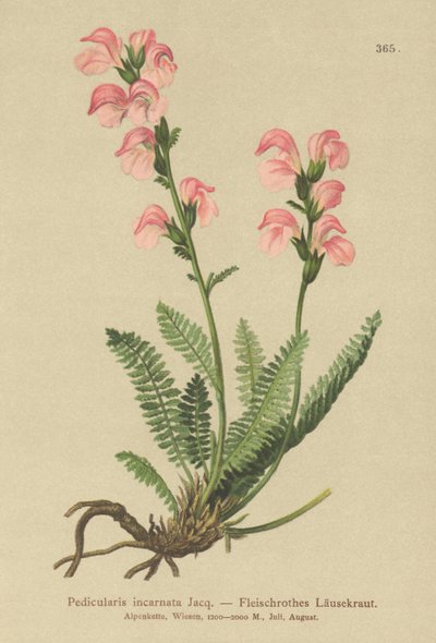 Flesh Pink Lousewort by German School