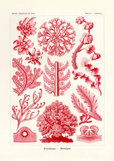 Florideae or Rhodophyceae by German School