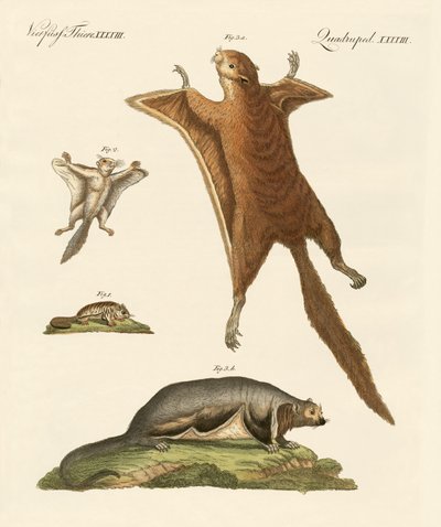 Flying Squirrels by German School
