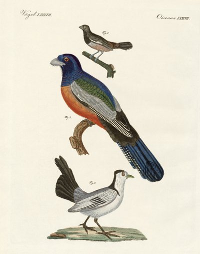 Foreign birds by German School