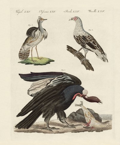 Foreign birds by German School