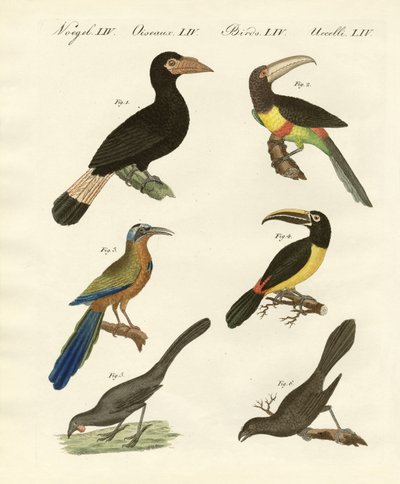 Foreign Birds by German School