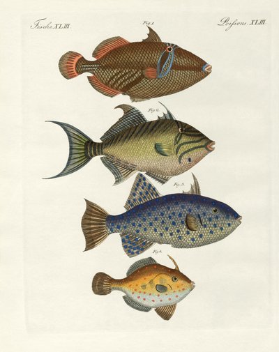 Foreign fish by German School