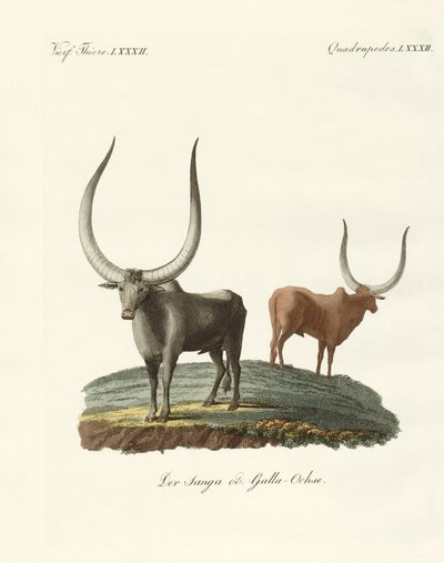 Foreign mammals by German School