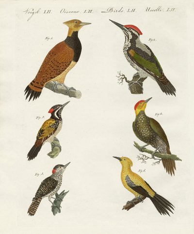 Foreign Woodpeckers by German School