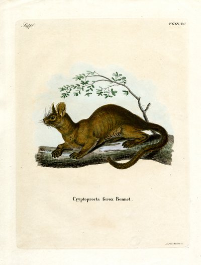 Fossa by German School