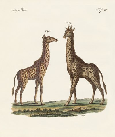 Four-Footed Animals by German School
