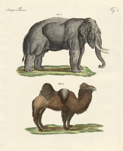 Four-Footed Animals by German School