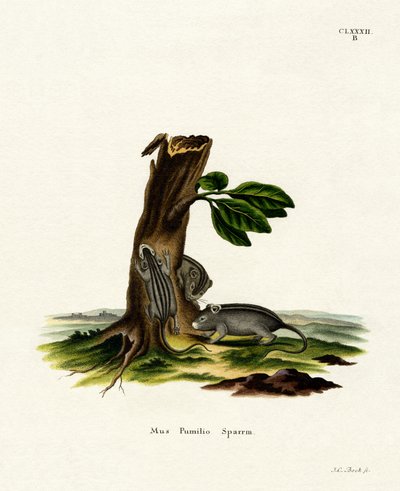 Four-striped Grass Mouse by German School