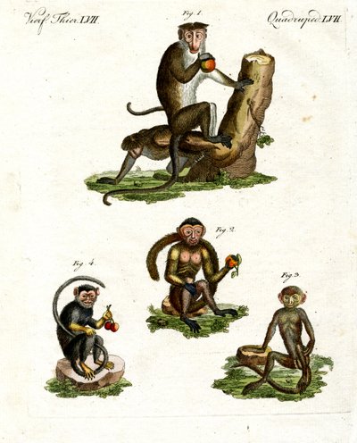 Four Kinds of Monkey by German School