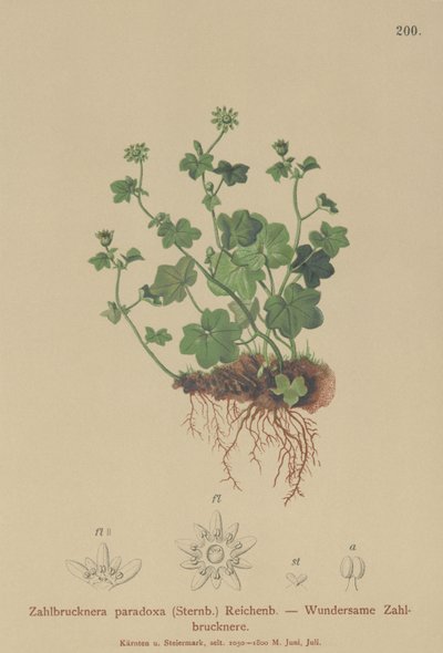 Fragile Saxifrage by German School