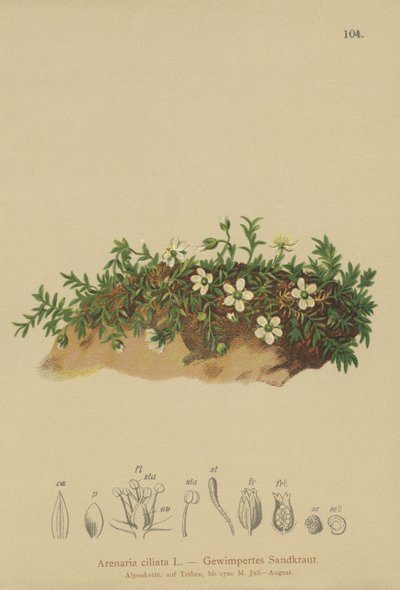 Fringed Sandwort by German School