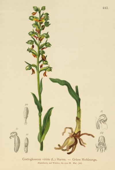Frog Orchid by German School