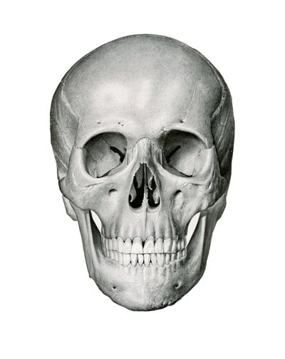Frontal View of Human Skull by German School