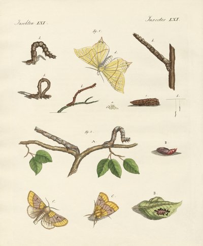German Phalaena Moths by German School