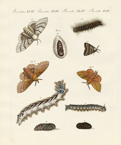 German moths by German School