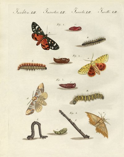 German Moths by German School