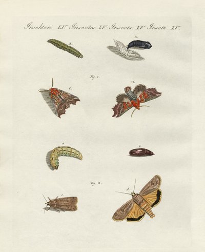 German moths by German School