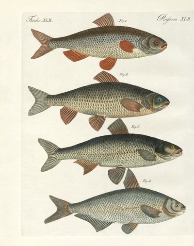 German River Fish by German School