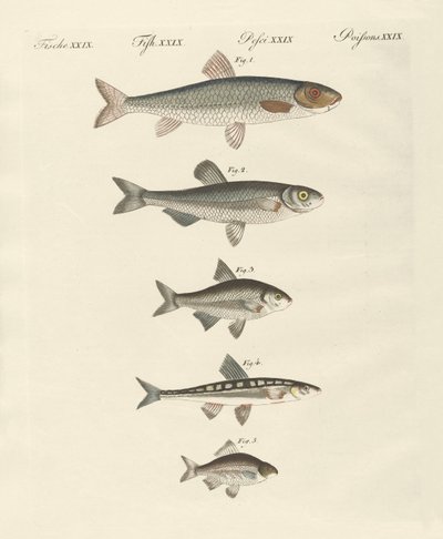 German river fish by German School