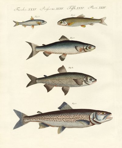 German River Fish by German School