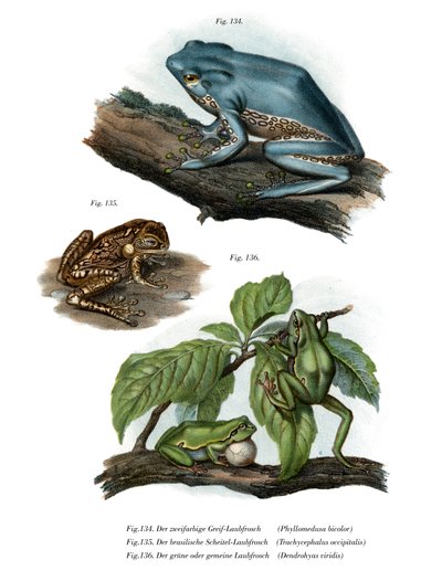 Giant Leaf Frog by German School