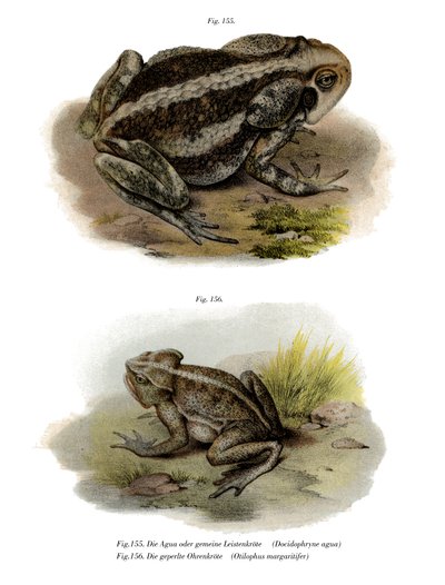 Giant Toad by German School