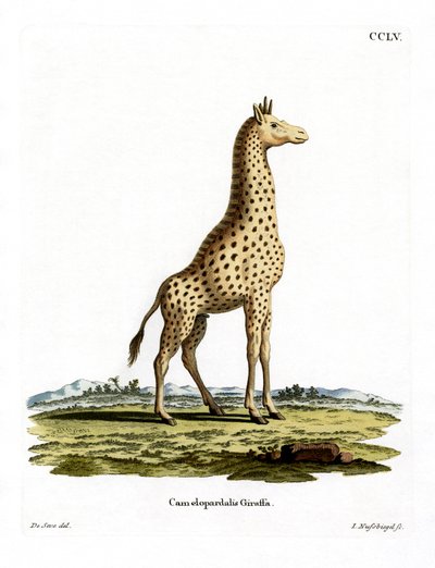Giraffe by German School